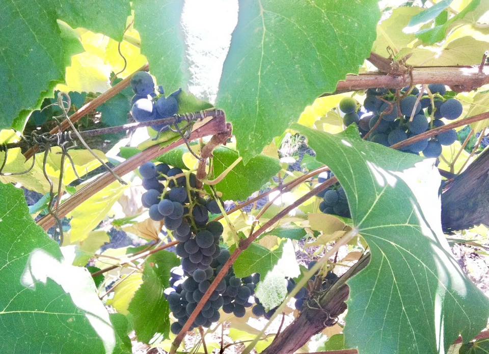 Naples Grape Festival event image