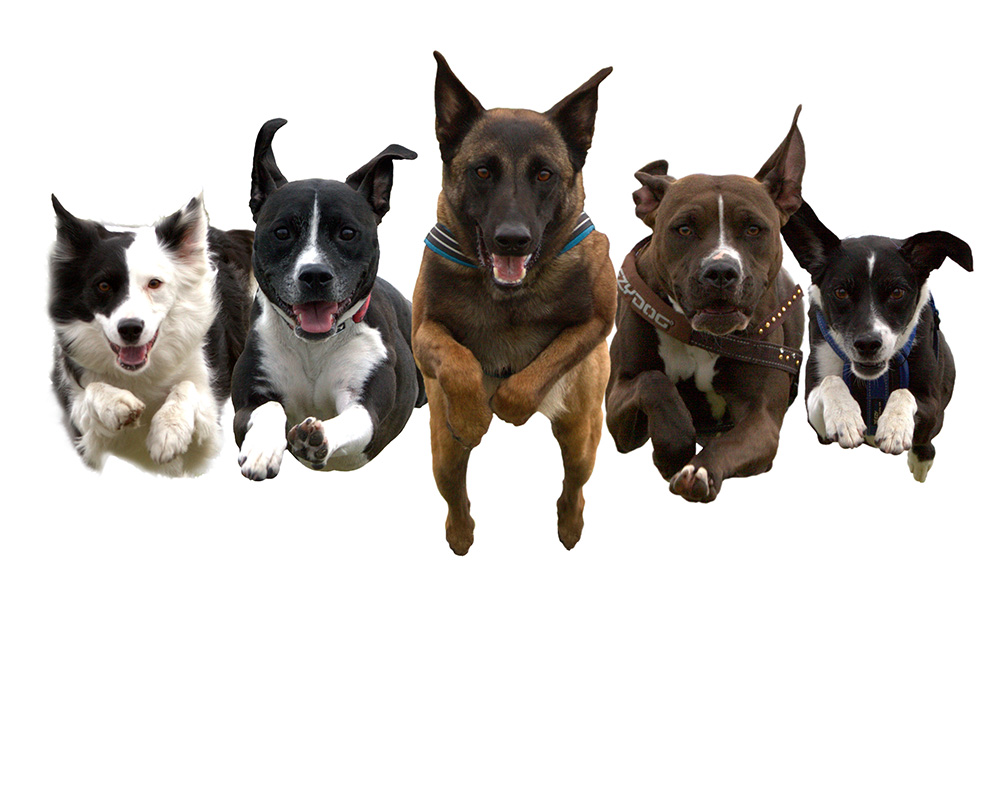 The Canine Stars: Stunt Dog Show event image